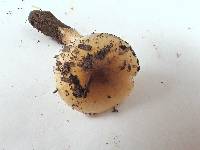 Hygrophorus roseobrunneus image