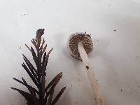 Inocybe ionocephala image