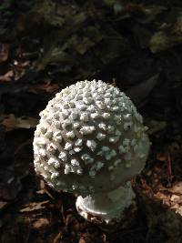 Amanita canescens image