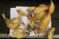 Leucopaxillus albissimus image
