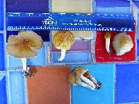 Bolbitius titubans var. olivaceus image