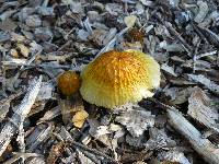 Bolbitius titubans var. olivaceus image