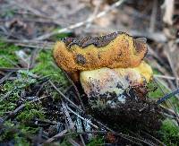 Boletus erythropus image