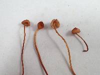 Mycena californiensis image