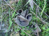 Helvella leucomelaena image