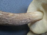 Leccinum pseudoscabrum image