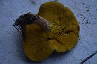 Suillus americanus image