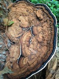 Ganoderma australe image