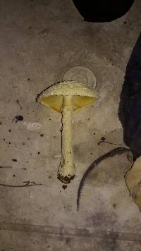 Amanita thiersii image