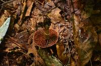 Cortinarius torvus image