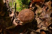 Cortinarius torvus image