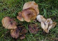 Rhodocollybia butyracea image