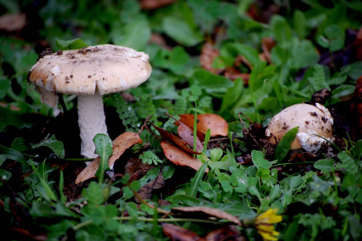 Amanita dryophila image