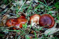 Tricholoma quercetorum image