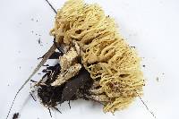 Ramaria apiculata image