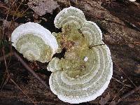 Trametes gibbosa image