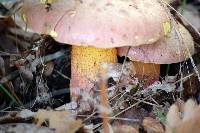 Rubroboletus legaliae image