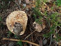 Tricholoma colossus image