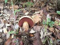 Boletus luridus var. luridus image