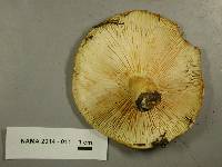 Lactarius scrobiculatus image