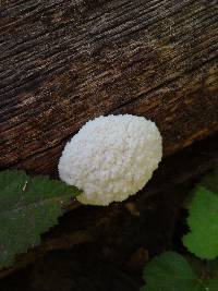 Reticularia lycoperdon image