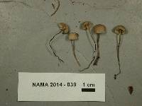 Mycena capillaripes image