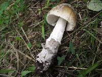 Amanita ceciliae image