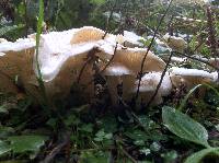 Leucocybe connata image