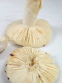 Russula albidula image