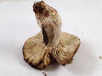 Russula densifolia image