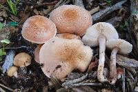 Lepiota subincarnata image