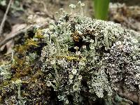 Cladonia fimbriata image