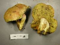 Boletus smithii image