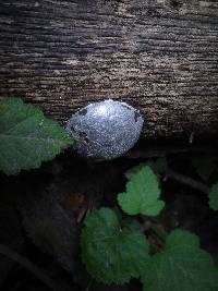 Reticularia lycoperdon image