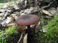 Lactarius subumbonatus image