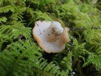 Gyromitra leucoxantha image