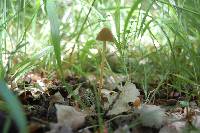 Conocybe pubescens image