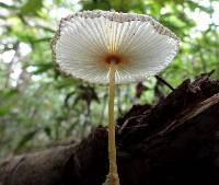 Leucocoprinus fragilissimus image