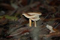 Gymnopus brassicolens var. brassicolens image