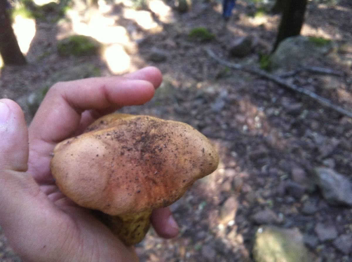 Aureoboletus moravicus image