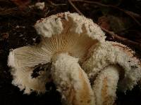 Cystolepiota pulverulenta image