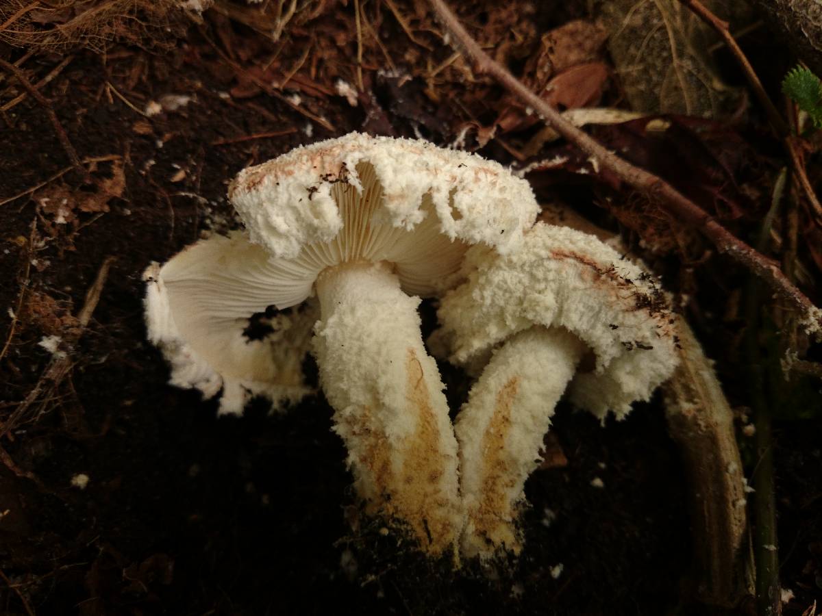 Cystolepiota pulverulenta image