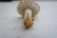 Tricholoma terreum image