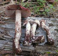 Agaricus sylvaticus subsp. occidentalis image