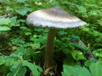 Amanita battarrae image