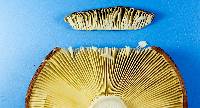 Russula vinacea image