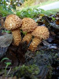 Pholiota squarrosa image