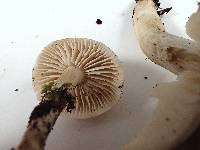 Tricholoma saponaceum image