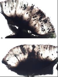 Rhizocarpon lecanorinum image