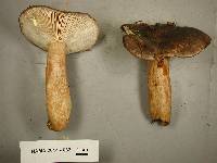 Lactarius kauffmanii image